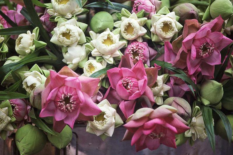 WT 0800 124-32 Thailand.jpg